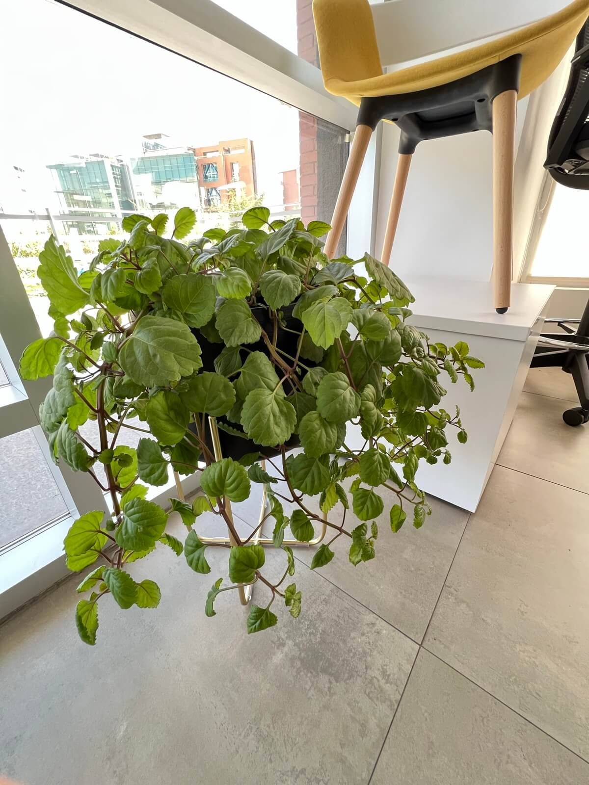 Planta Plectranthus verticillatus para interior